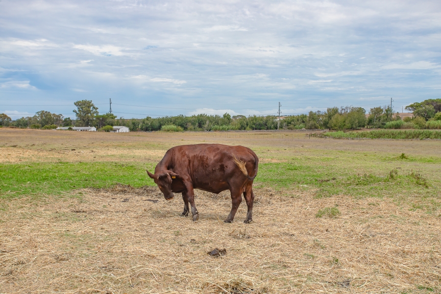 6 Bedroom Property for Sale in Lyndoch Western Cape